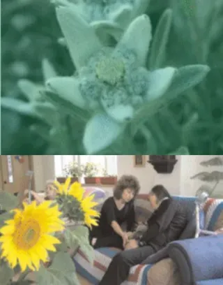 Cover Raport Anual 2007.webp